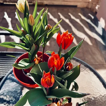 Vendégház Oasi Di Monchiero